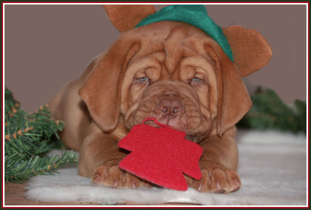 kerst pup9.jpg